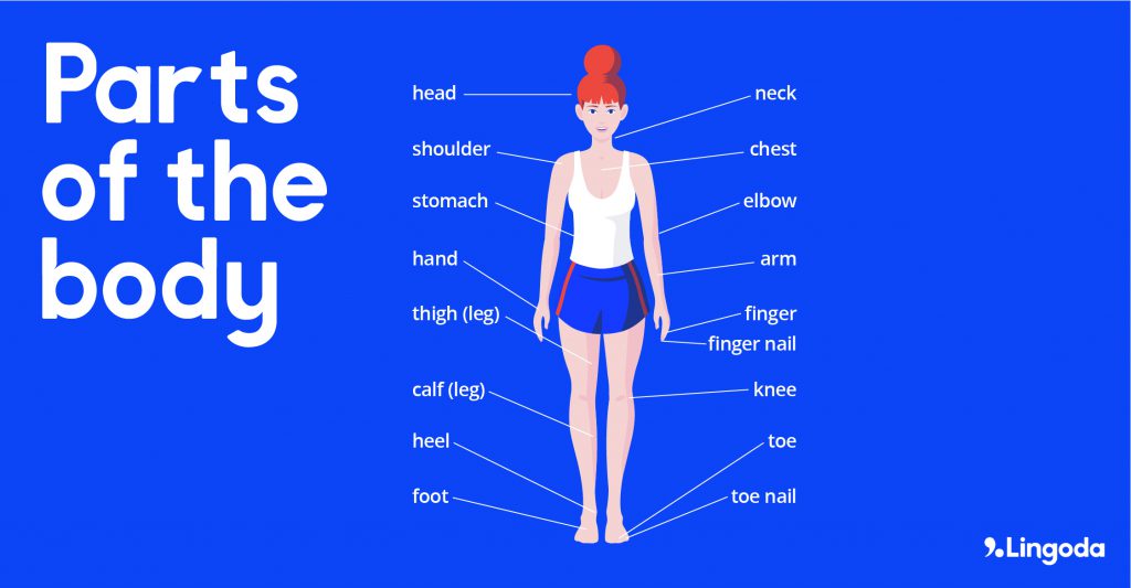 parts of the body in English labeled 