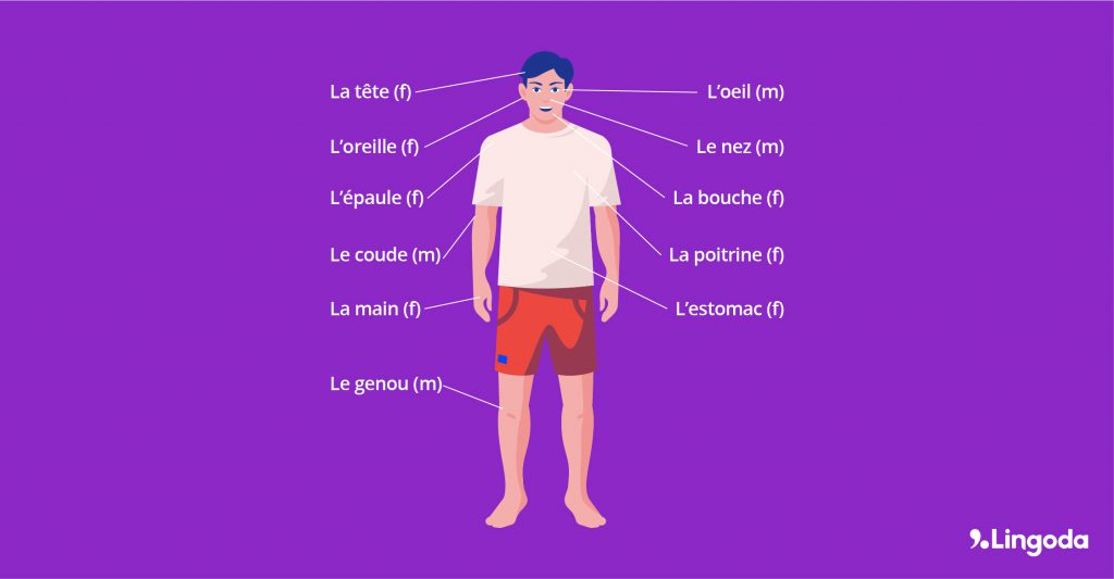 diagram showing the names of the body parts in French