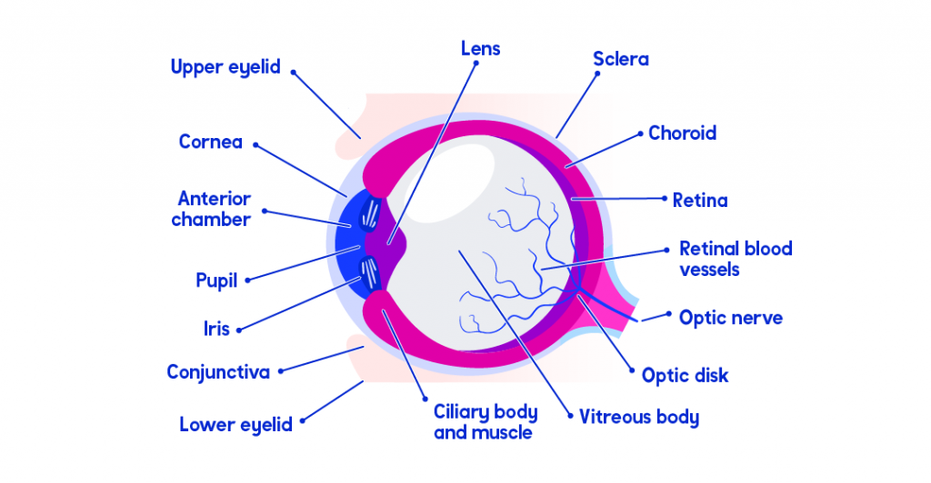 parts of the eye labelled in English